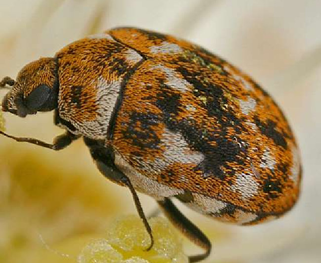Clothes Moths and Carpet Beetles: Identifying and Controlling Fabric Pests