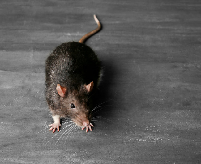 bigstock-Cute-funny-rat-on-