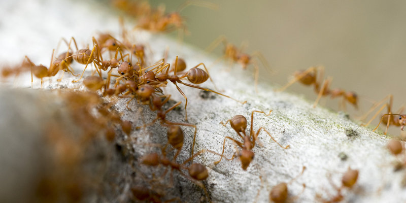 pharaoh ants