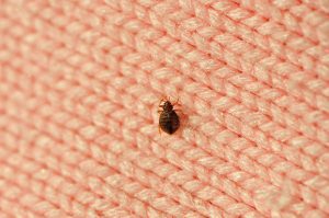 Signs to Call Us Right Away for Bed Bug Removal